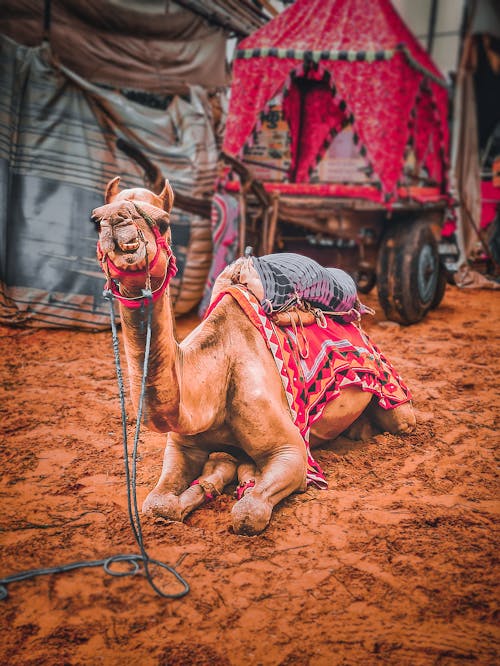 Free stock photo of animal, camel, desert Stock Photo