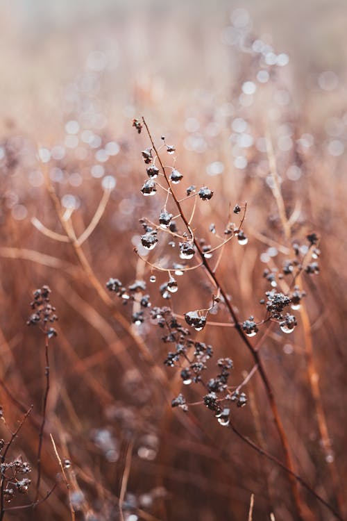 Gratis stockfoto met bevroren, bloem, detailopname