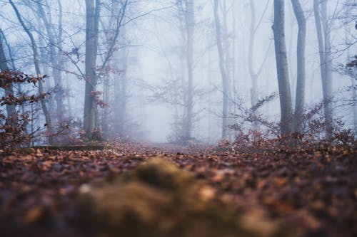 Ingyenes stockfotó darált, erdő, fák témában