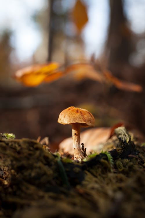 Selective Focus Photo of a Wild Mushroom