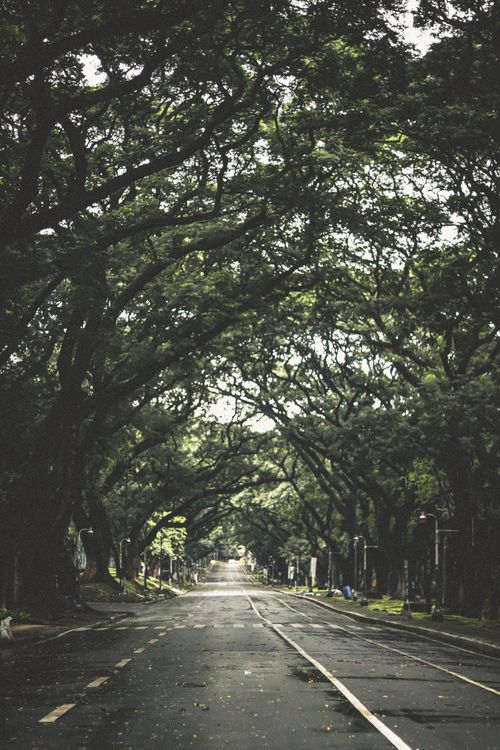 Free A tranquil view of a tree-lined road in Quezon City, perfect for nature lovers and travel enthusiasts. Stock Photo