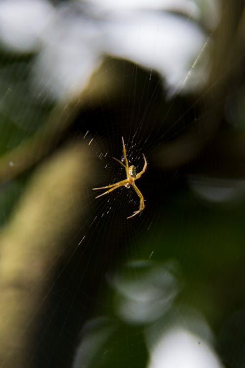 Ingyenes stockfotó pók, pókháló, rovar témában