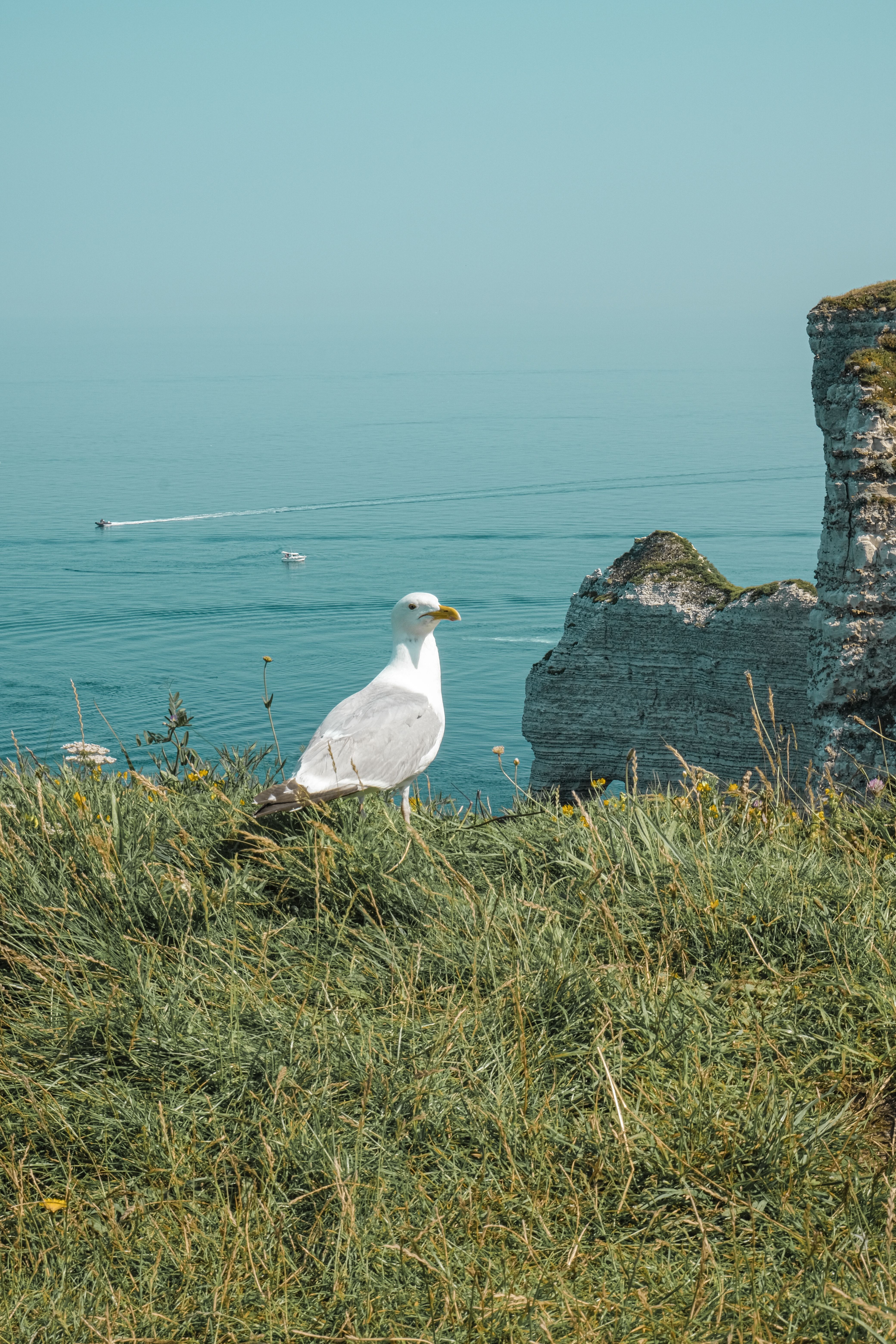 White Bird on Brown Rock Near Body of Water · Free Stock Photo