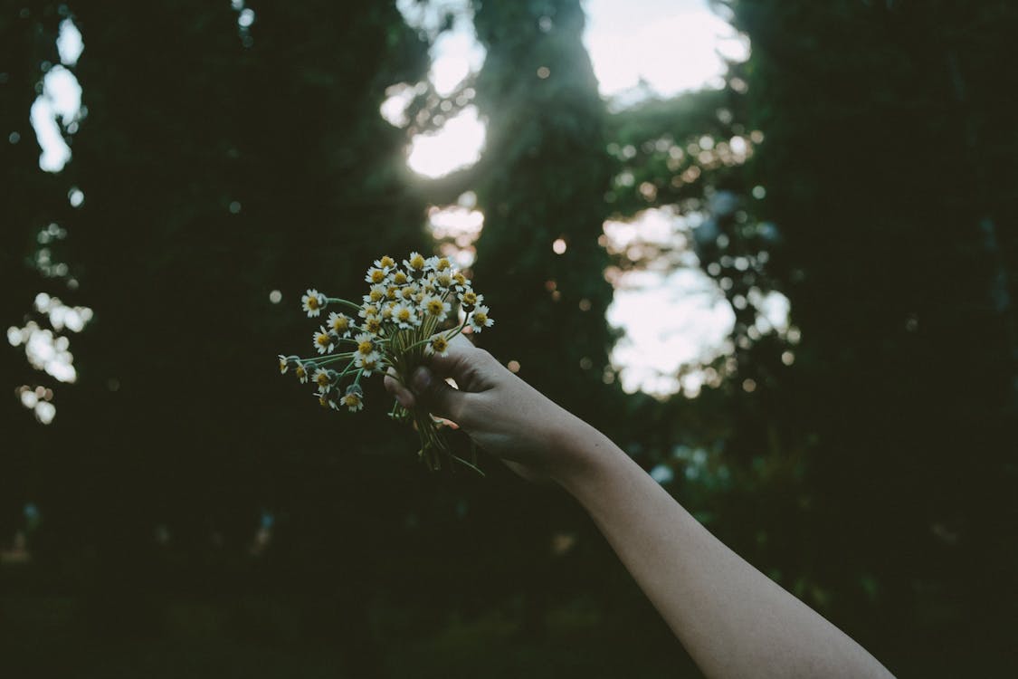 Gratis Orang Yang Memegang Bunga Kelopak Kuning Pada Siang Hari Foto Stok