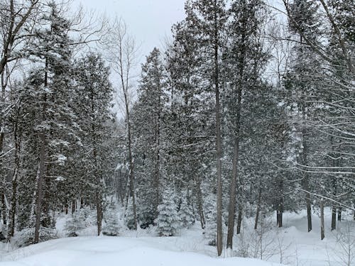 Free stock photo of forest, snow, winter