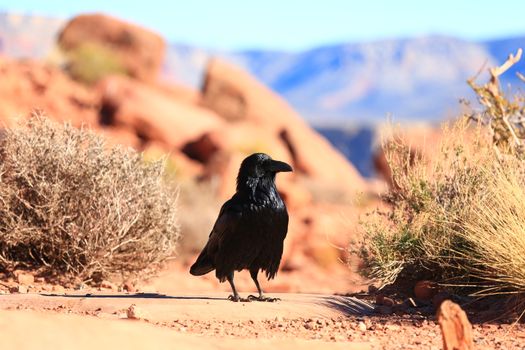 Photo of Crow on Near Plants