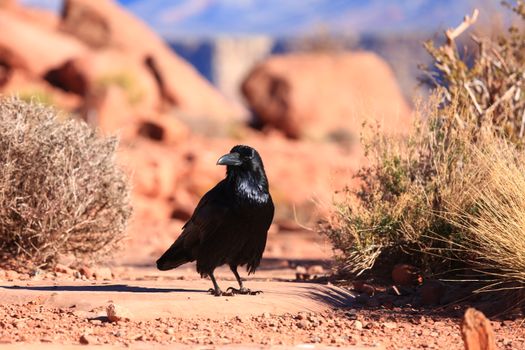 Crow Near Plants