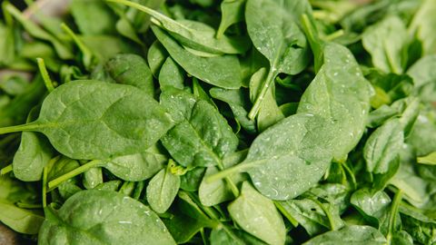 Close-up of fresh spinach leaves with water droplets, highlighting their vibrant green color and freshness.