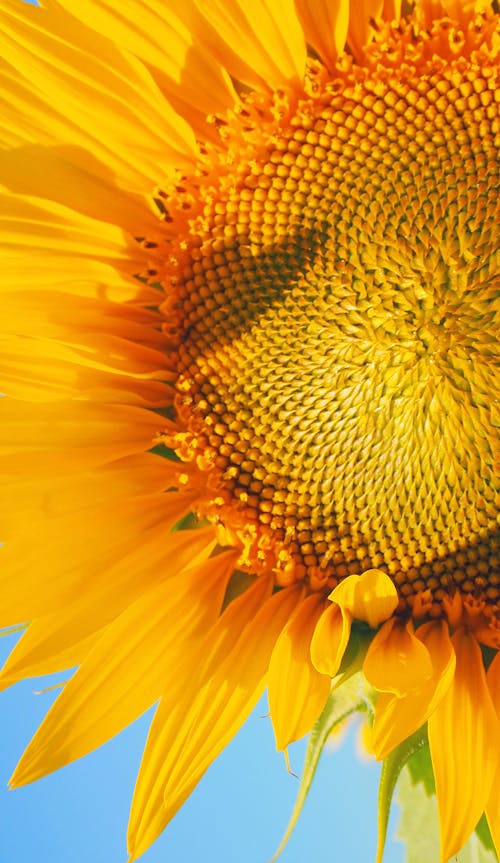 Imagine de stoc gratuită din a închide, cap de floare, floarea-soarelui