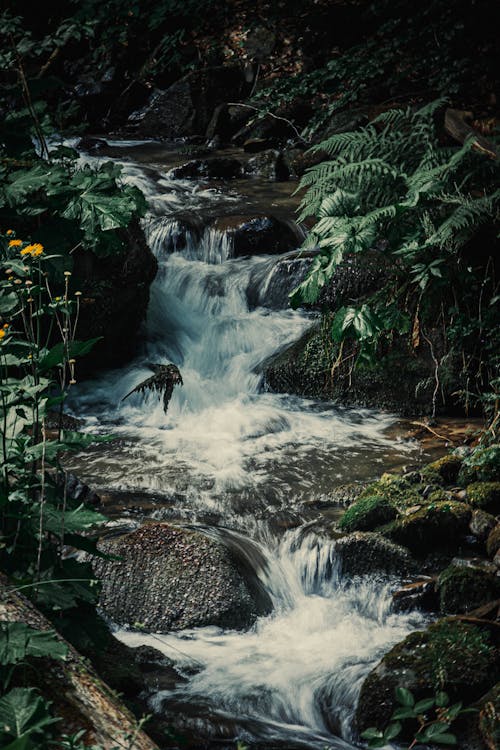 Δωρεάν στοκ φωτογραφιών με rocky river, βρύο, κατακόρυφη λήψη