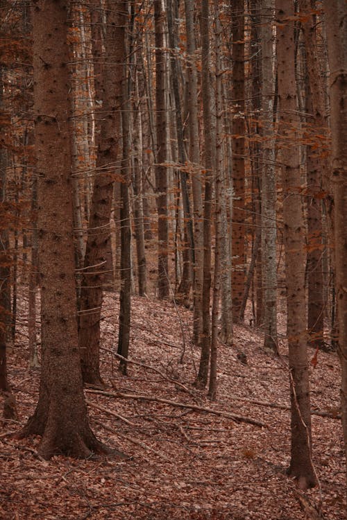 갈색, 수직 쐈어, 숲의 무료 스톡 사진