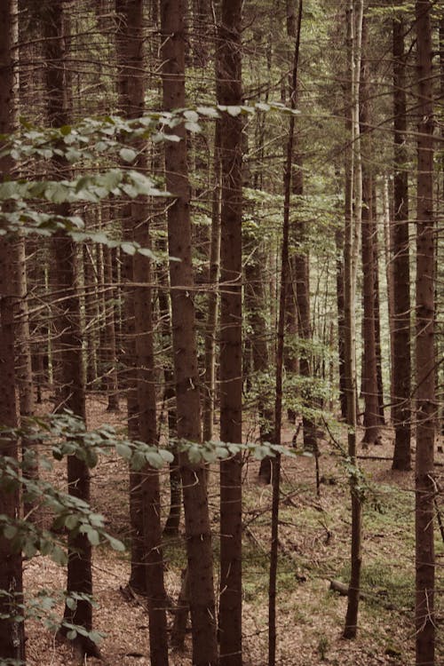 Foto d'estoc gratuïta de arbres, baguls, boscos