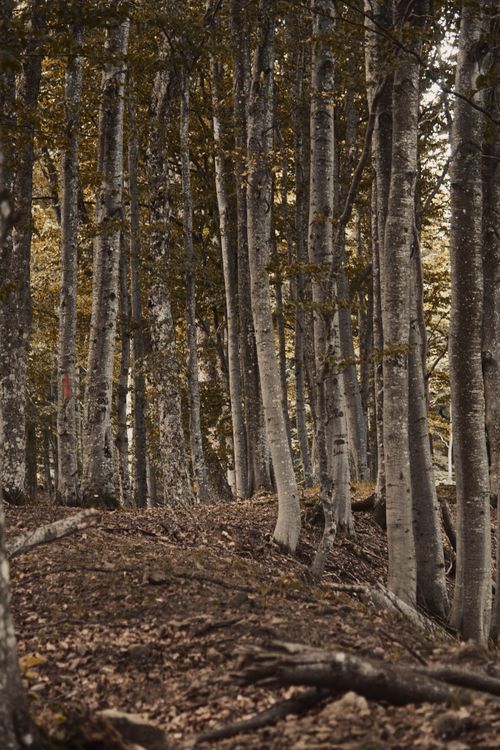 Free Scenic forest with tall trees and a peaceful pathway, ideal for nature lovers. Stock Photo
