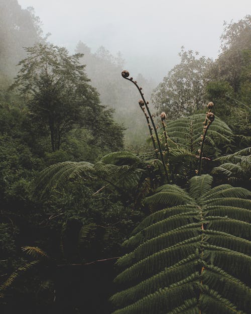 Green Fern Plant