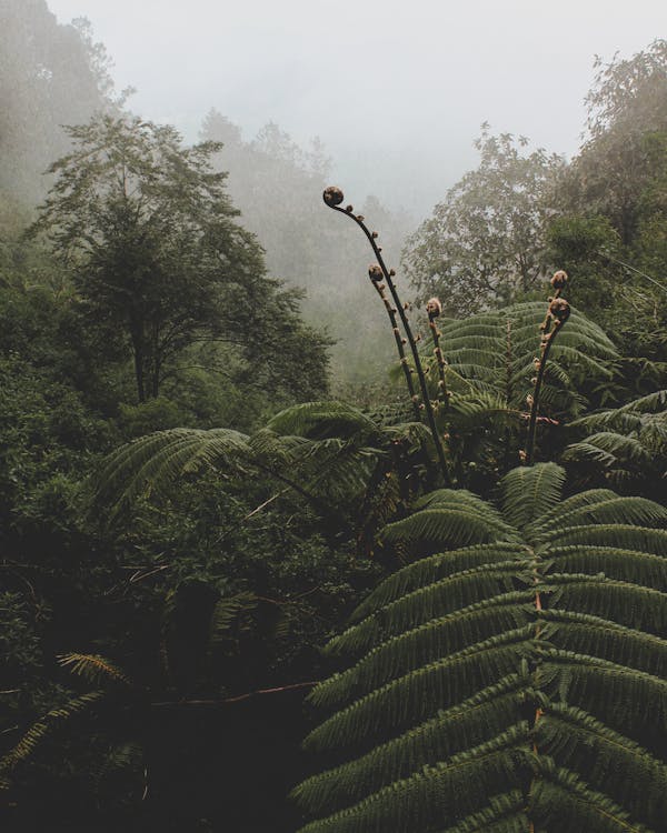 Imagine de stoc gratuită din arbori, călătorie, ceață