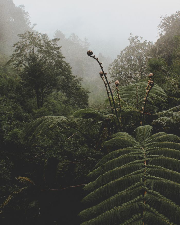 Lush rainforest showing diverse plant life
