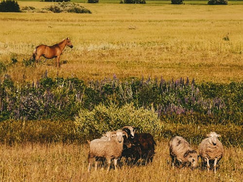 無料 田舎, 羊, 草原の無料の写真素材 写真素材