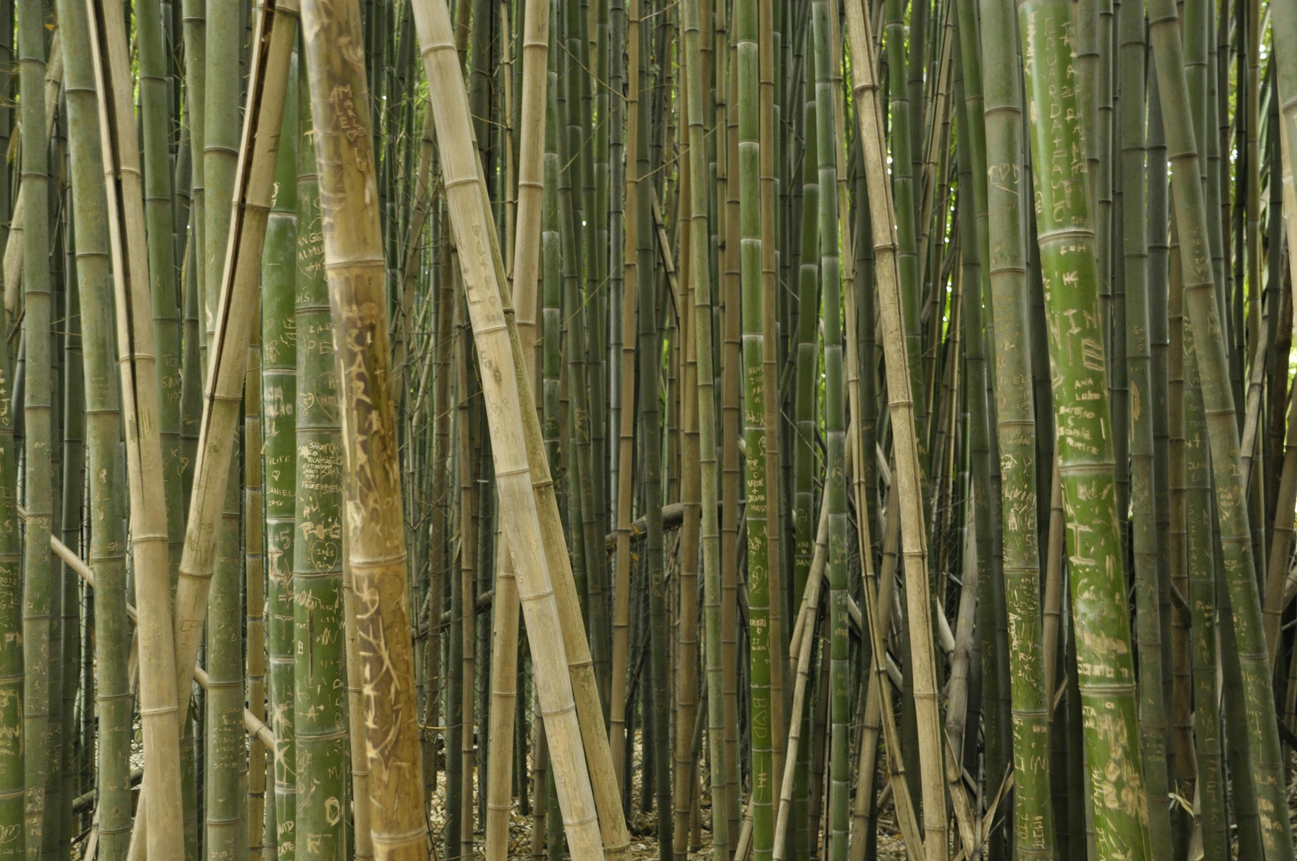 Free stock photo of bamboo, bamboo trees, forest