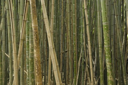 Free stock photo of forest Stock Photo