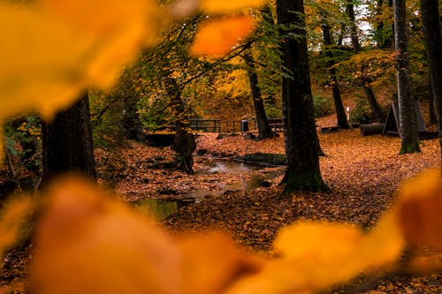 бесплатная Фотография коричневых сушеных листьев в мелком фокусе Стоковое фото