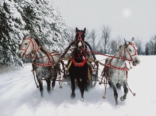 Free Horses on Snow Covered Ground Stock Photo
