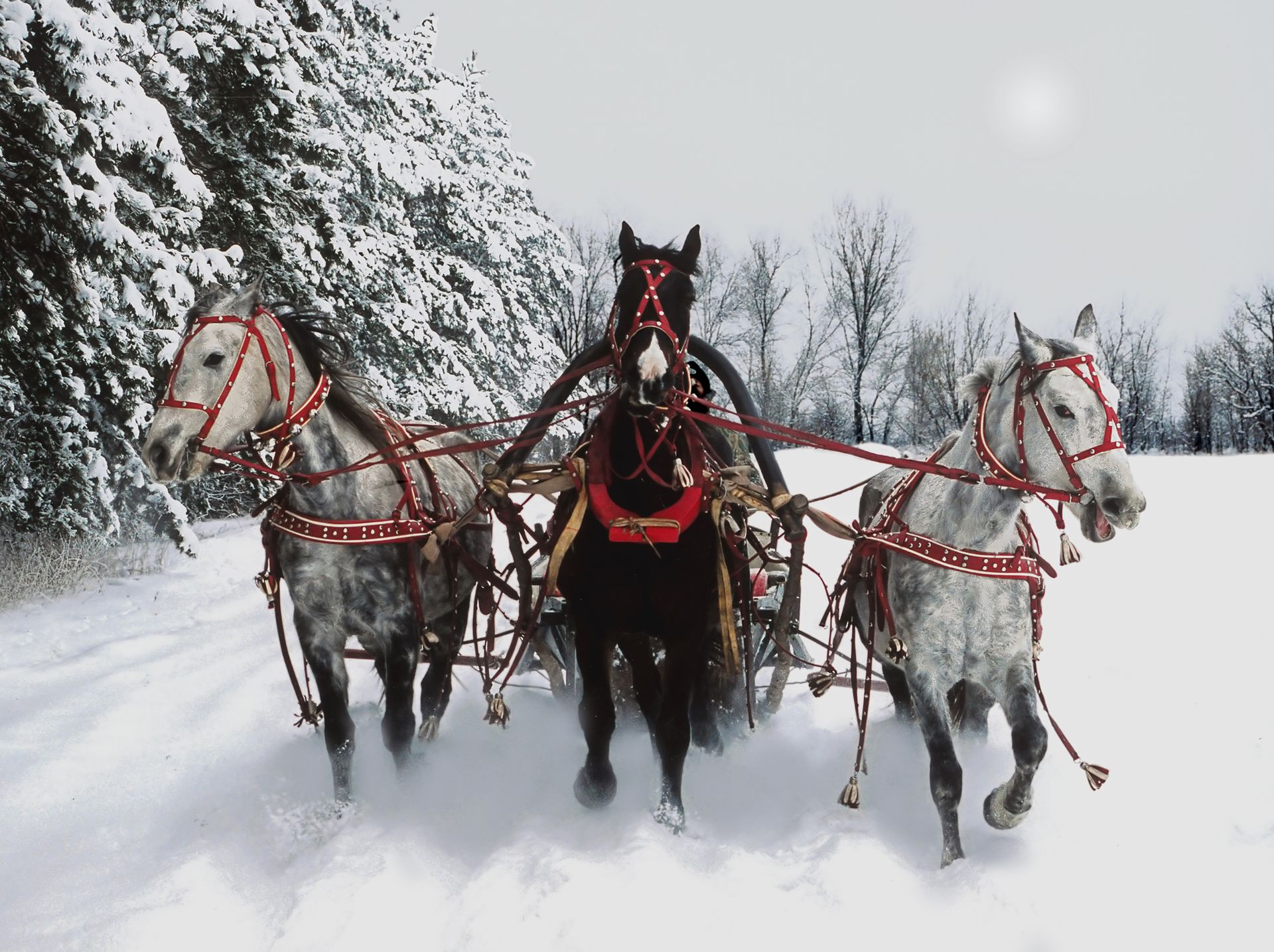 Three horses with a sleigh in a snowy forest, showcasing winter beauty and traditional transportation.