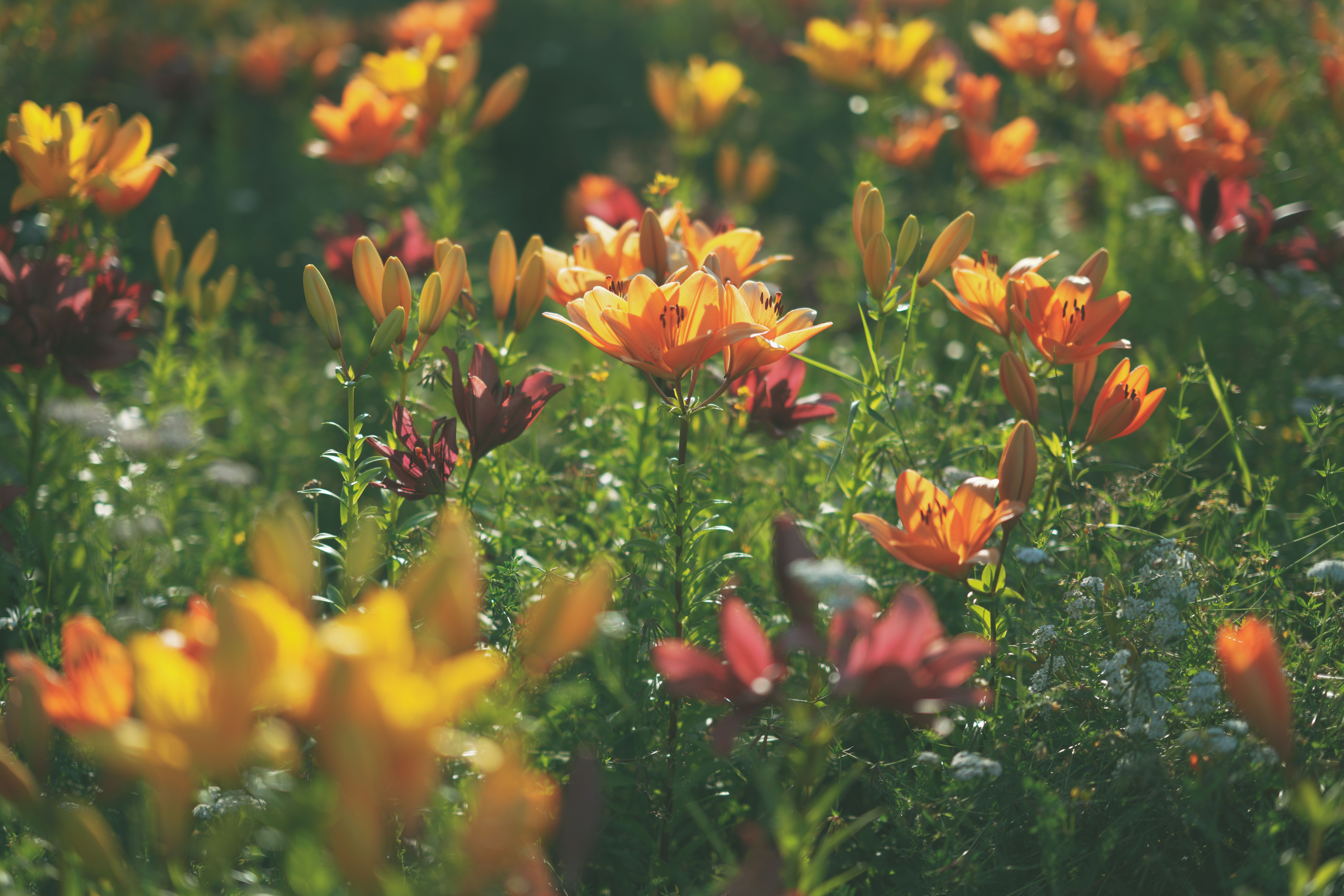 Les Meilleures Techniques pour Entretenir Votre Jardin