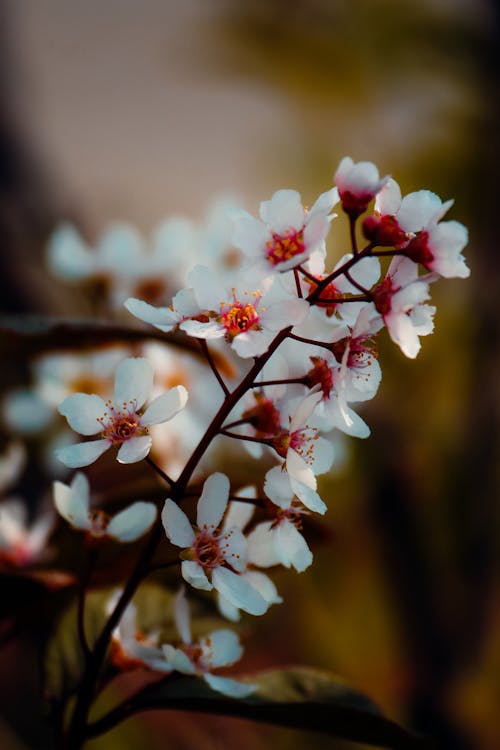 Flowers in Close Up Photography