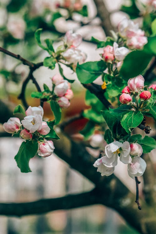 Photo of Flowers