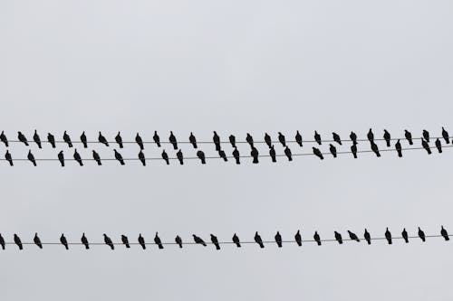 Black Birds Perched on Electric Wires