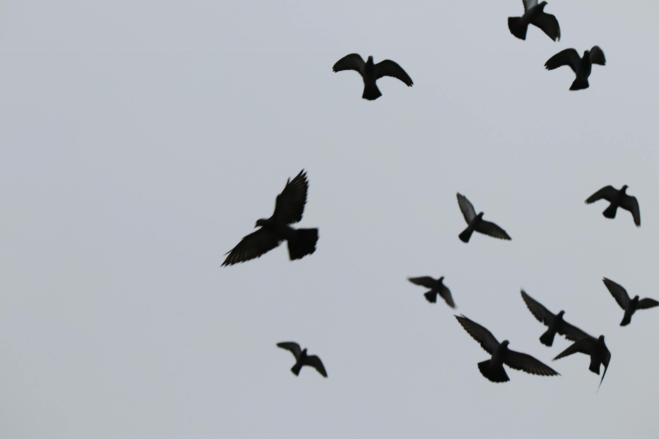 Black Birds Flying · Free Stock Photo