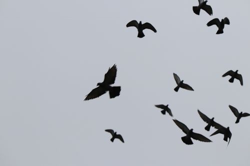 Free Silhouetted pigeons soar across a gray sky, capturing motion and freedom. Stock Photo