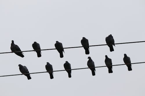 Black Birds on Black Wires