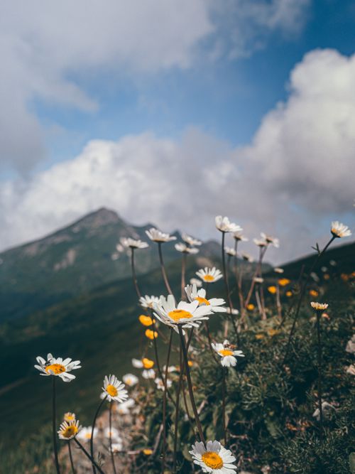Free A vibrant field of daisies blooms on a mountain meadow under a clear sky. Stock Photo