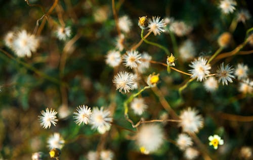 Free White Dandelion Flower Stock Photo