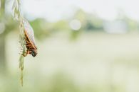 Brown and Green Insect in Tilt Shift Lens