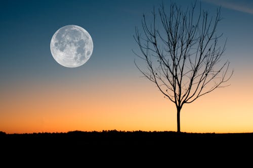 Free Full Moon on a Daybreak  Stock Photo