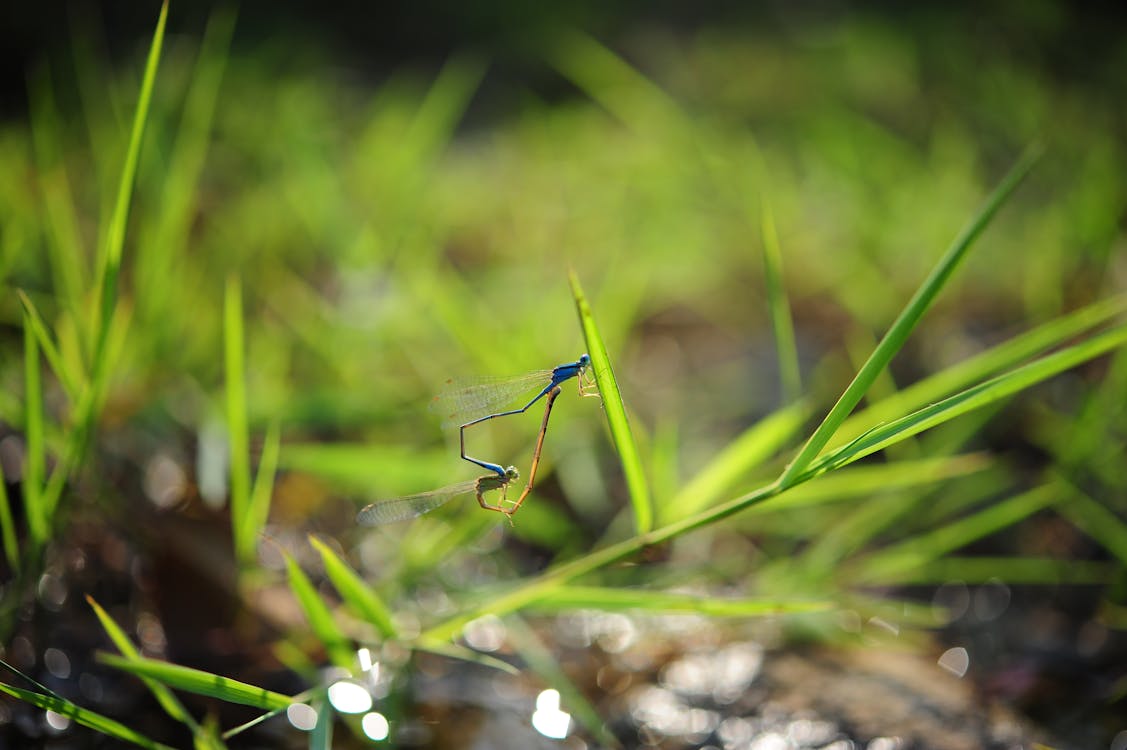 Serangga Biru Pada Tanaman Hijau Pada Fotografi Lensa Tilt Shift