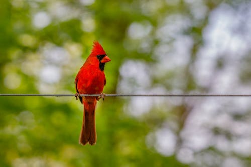 Free A Red Northern Cardinal Bird  Stock Photo