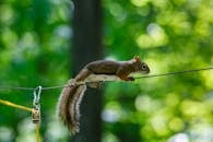 Brown Squirrel on Brown Wooden Stick