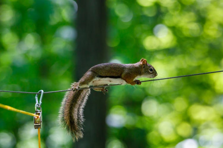 A Squirrel Crawling On A Wire