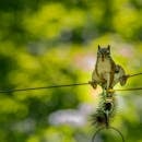 Brown Squirrel on Black Wire