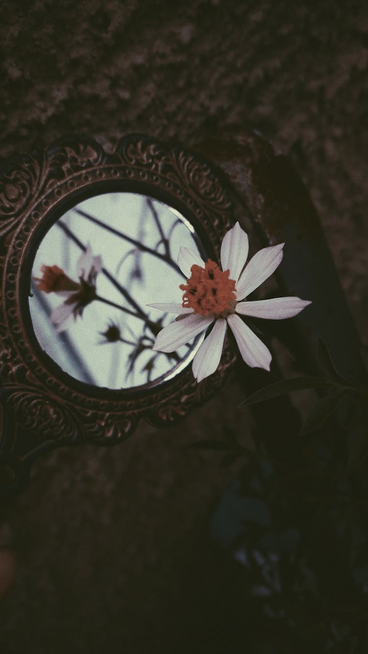 Flowers Reflecting In Ornate Mirror