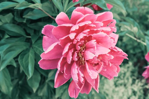 Free stock photo of flower, peony, pink flower