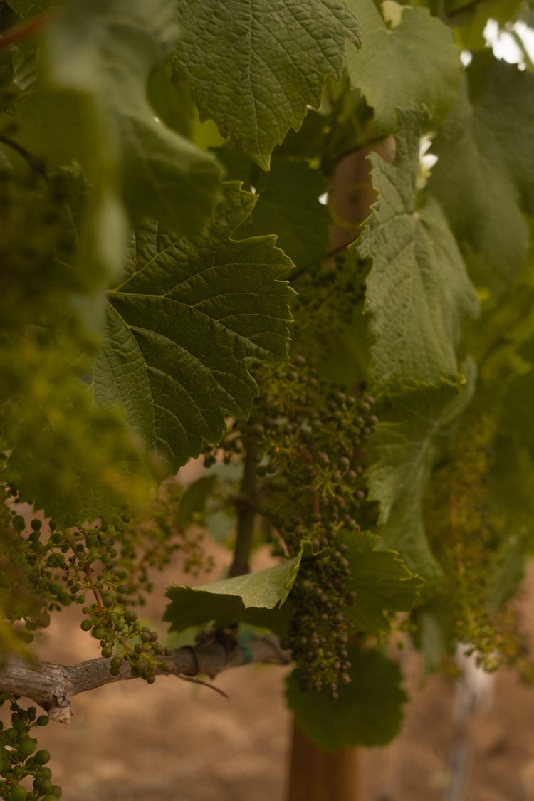 Close-up Of Grapes On The Vine 