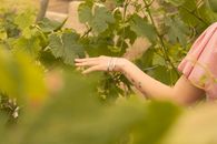 Person Holding Green Leaf Plant