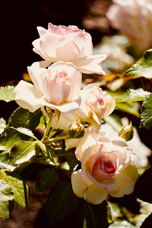 Darmowe zdjęcie z galerii z białe róże, głowa kwiatu, kwiat