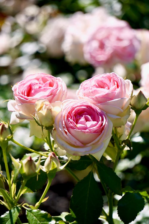 Blooming Pink Roses in Close-up Photography
