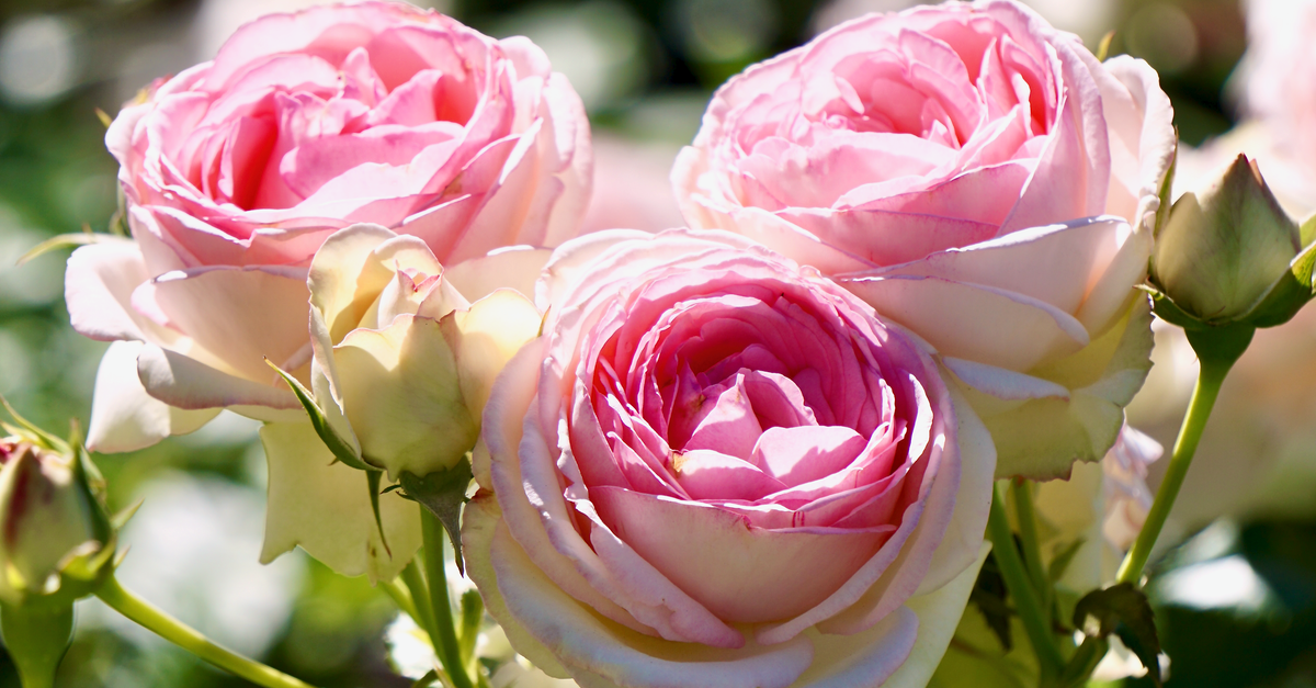Pink Roses Images Blooming Pink Roses in Close-up Photography · Free Stock Photo