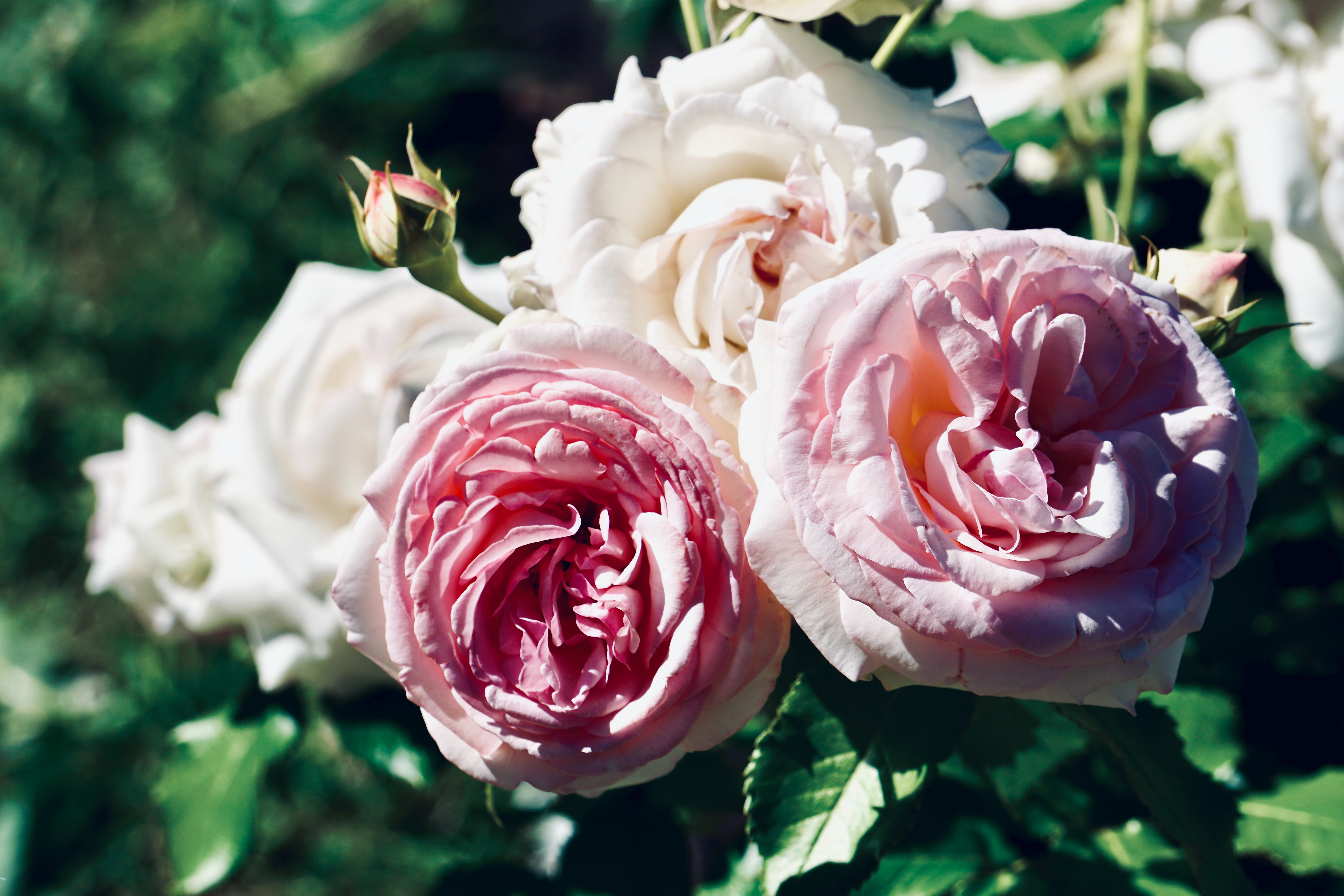Close-Up Shot of Roses in Bloom · Free Stock Photo